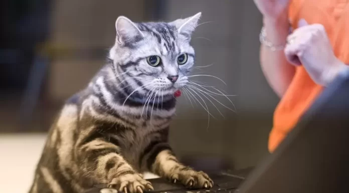 Pokemon Ultra Sun and Moon Руководство по фарму денег